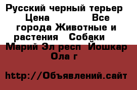 Русский черный терьер › Цена ­ 35 000 - Все города Животные и растения » Собаки   . Марий Эл респ.,Йошкар-Ола г.